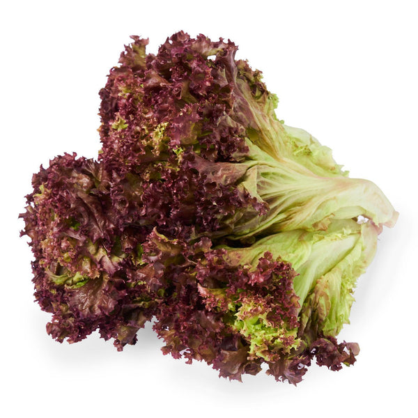 ThyGrace Rolla Rosa Lettuce