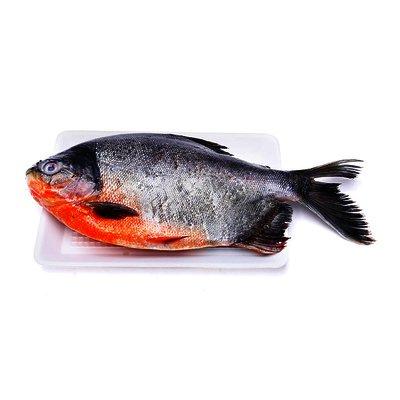 Black Pomfret